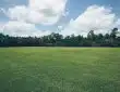 green grass field