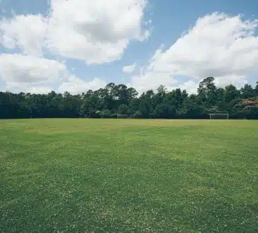 green grass field