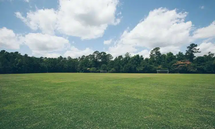 green grass field